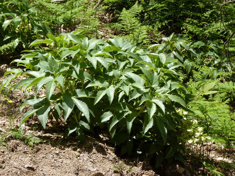 Helleborus argutifolius photo